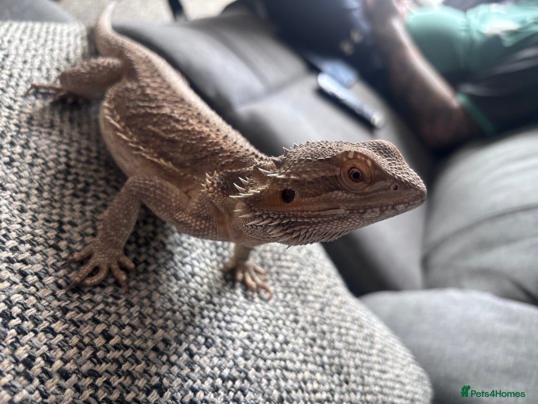 Bearded Dragon reptiles for sale: Bearded dragon with full set up  - Image 12