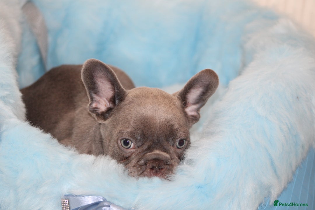 French Bulldog dogs for sale: Solid lilac French bulldog’s  - Advert 30
