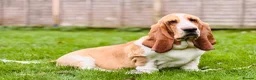 Basset Hound dogs for sale: Basset hound 13 months old - Advert 6