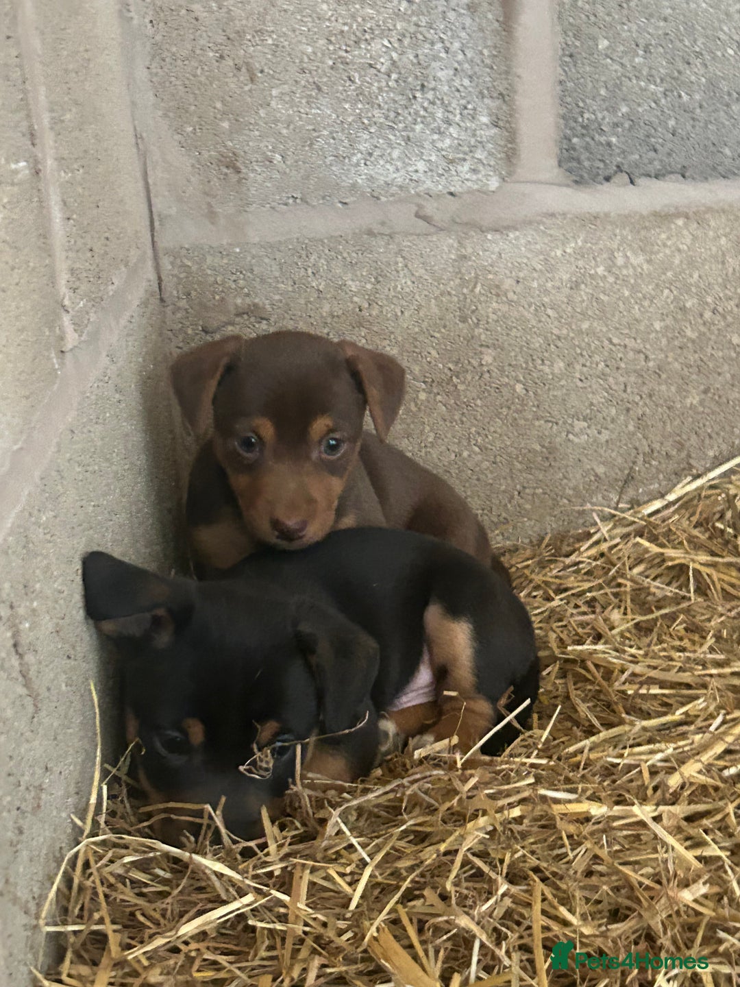 Jack Russell dogs for sale: Beautiful Jack Russell Puppies for sale  - Image 4