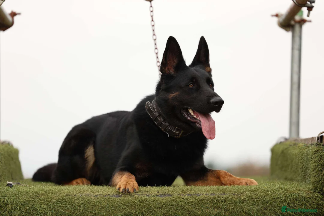 German Shepherd dogs for stud: For stud duties only - Advert 2