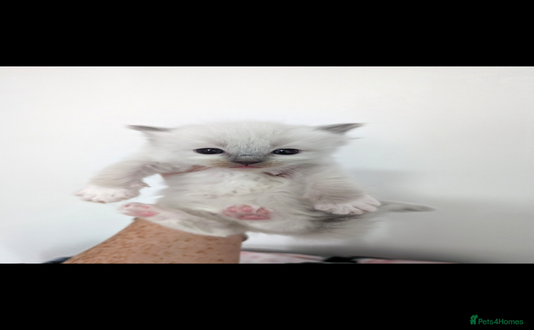 Ragdoll cats Absolutely gorgeous ragdoll kittens - Advert 1