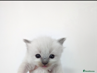 Ragdoll cats Absolutely gorgeous ragdoll kittens - Advert 1