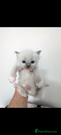 Ragdoll cats Absolutely gorgeous ragdoll kittens - Advert 1