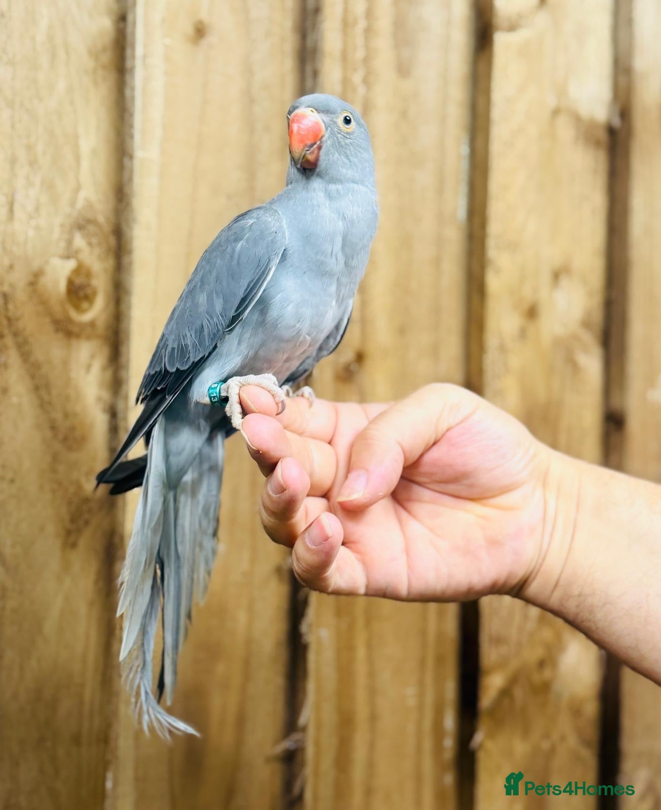 Ringnecks birds Baby Ringneck - Advert 1