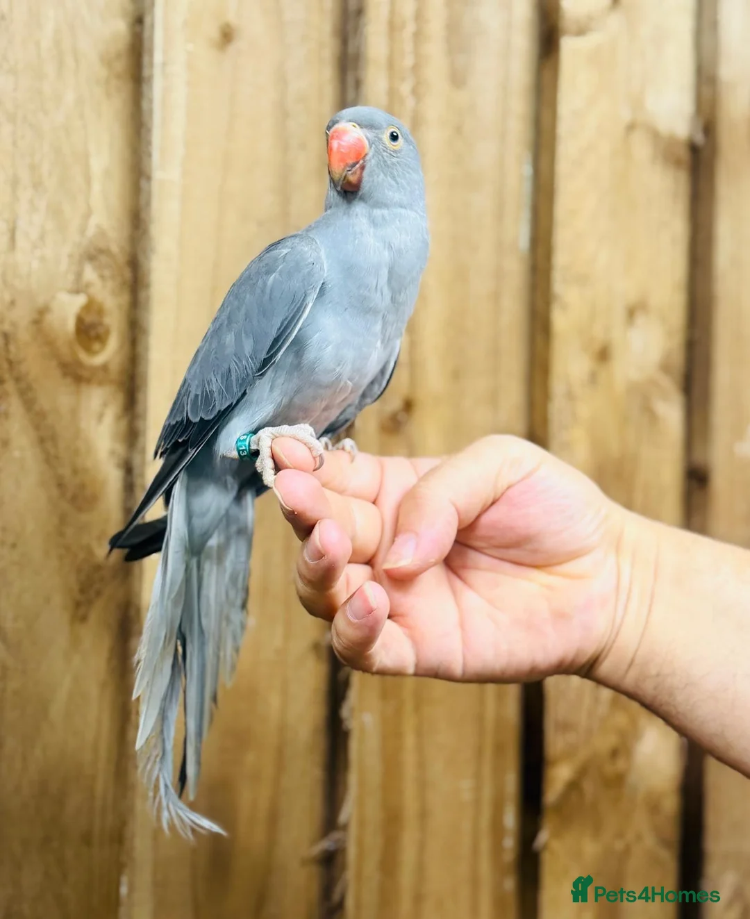 Ringnecks birds for sale: Baby Ringneck - Advert 1