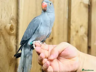 Ringnecks birds Baby Ringneck - Advert 1