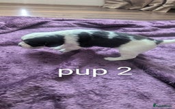 Sprocker dogs for sale: 5 sprocker puppies for sale - Image 6