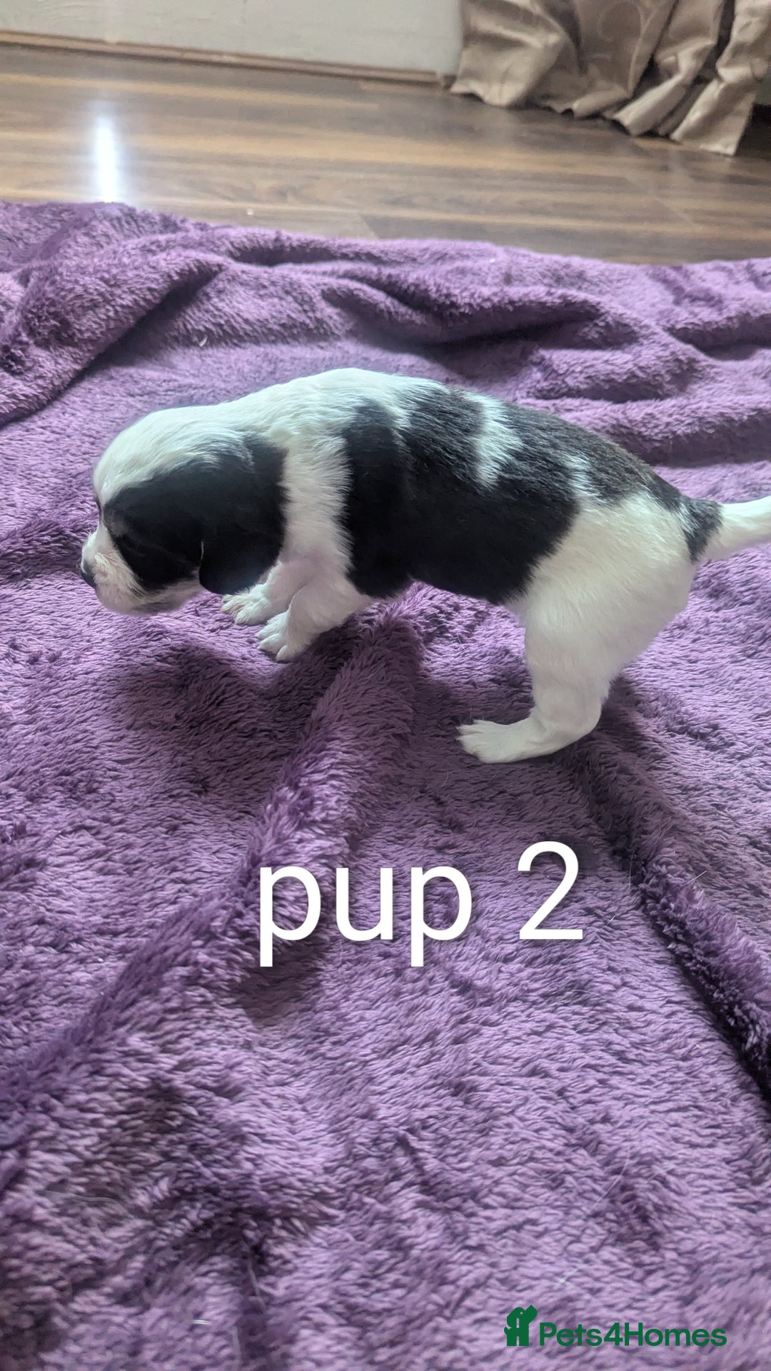 Sprocker dogs for sale: 5 sprocker puppies for sale - Image 6