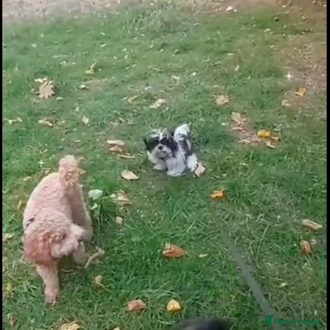 Shih Tzu dogs Beautiful  Shih Tzu puppy needs a loving home - Advert 1