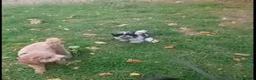 Shih Tzu dogs for sale: Beautiful  Shih Tzu puppy needs a loving home - Advert 1