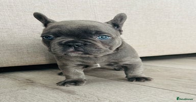 French Bulldog dogs - Advert 6