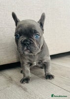 French Bulldog dogs - Advert 6