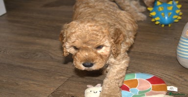 Mixed Breed dogs - Advert 1