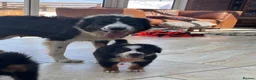 Bernese Mountain Dog dogs for sale: Stunning puppies! - Advert 4