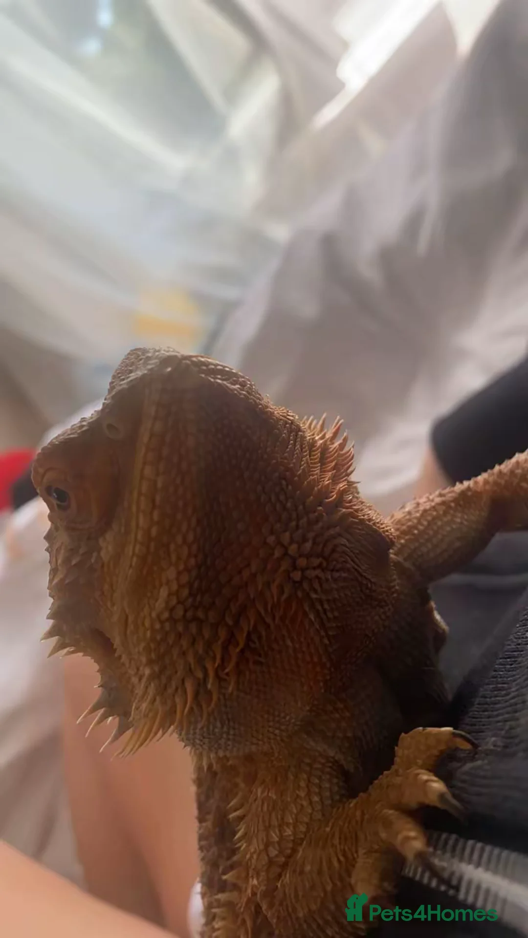 Bearded Dragon reptiles for sale: Orange male bearded dragon  in Portsmouth - Advert 1