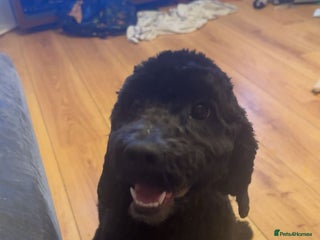 Mixed Breed dogs Female cockapoo - Advert 8