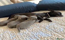 Chihuahua dogs for sale: Best quality Pedigree Puppies KC  - Image 20
