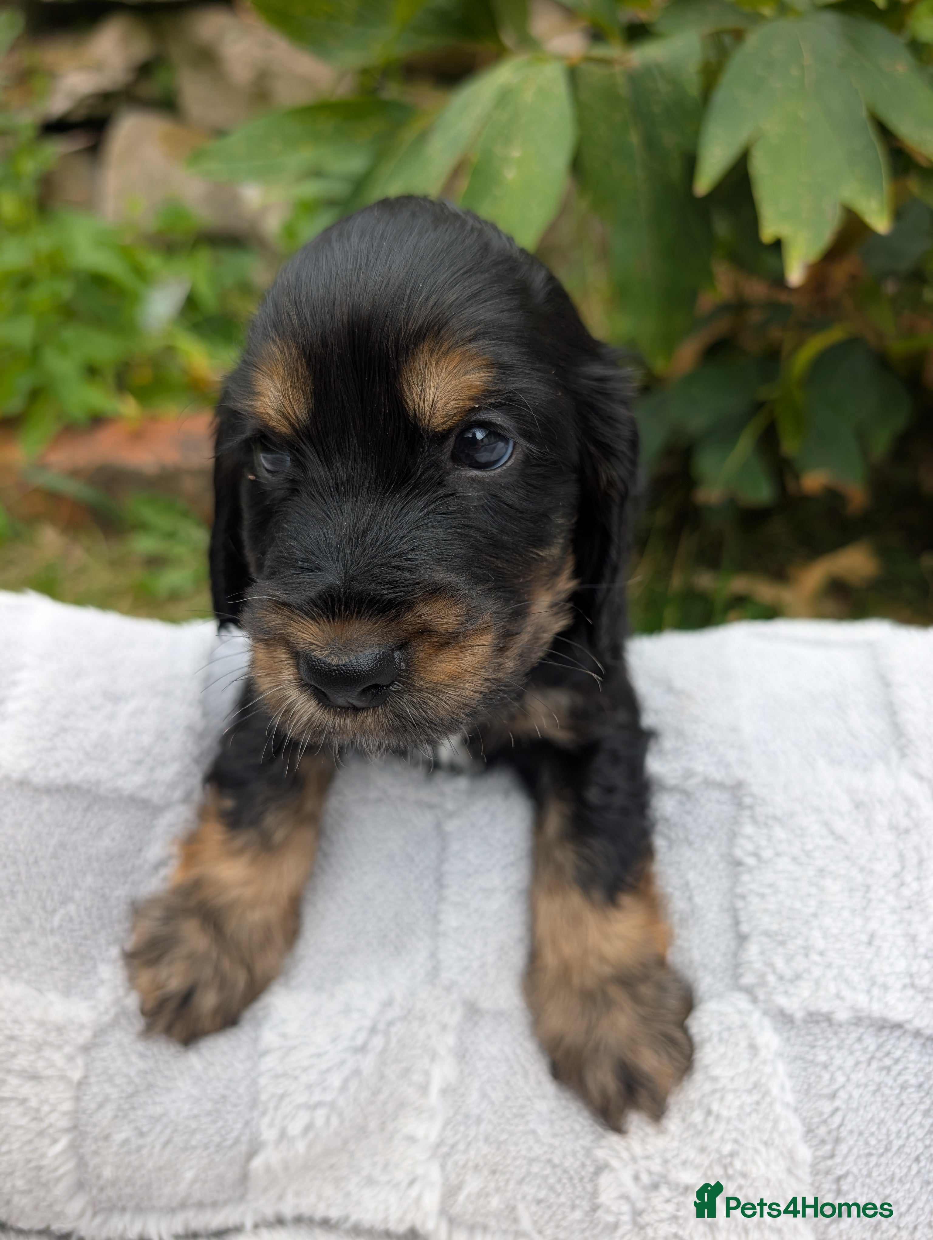 Cocker Spaniel dogs For sale - Advert 2