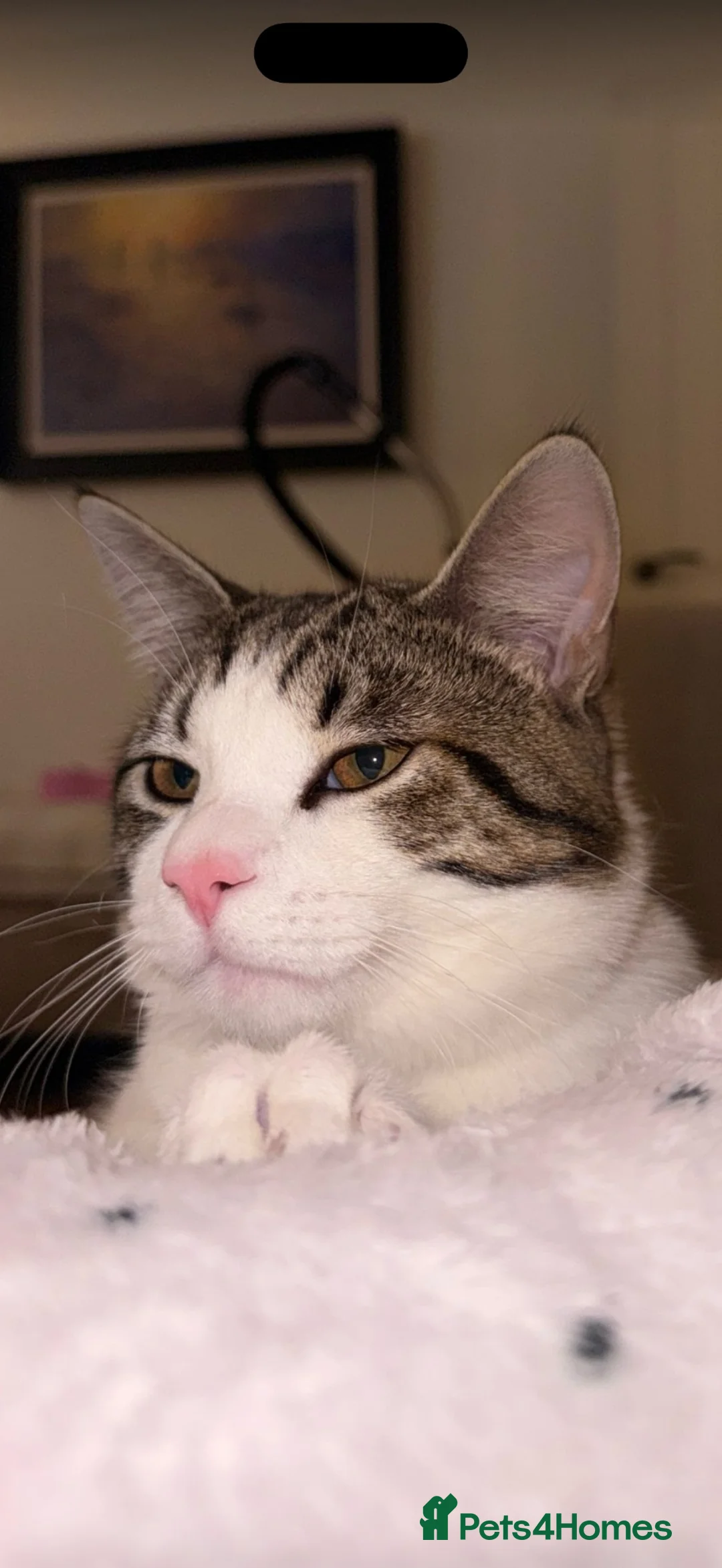 Mixed Breed cats for sale:  ** s.  - Advert 7