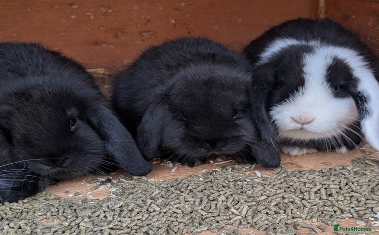 Mini Lop rabbits - Advert 16