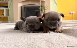 French Bulldog dogs for sale: 4 lovely French Bulldog puppies for sale . - Image 10
