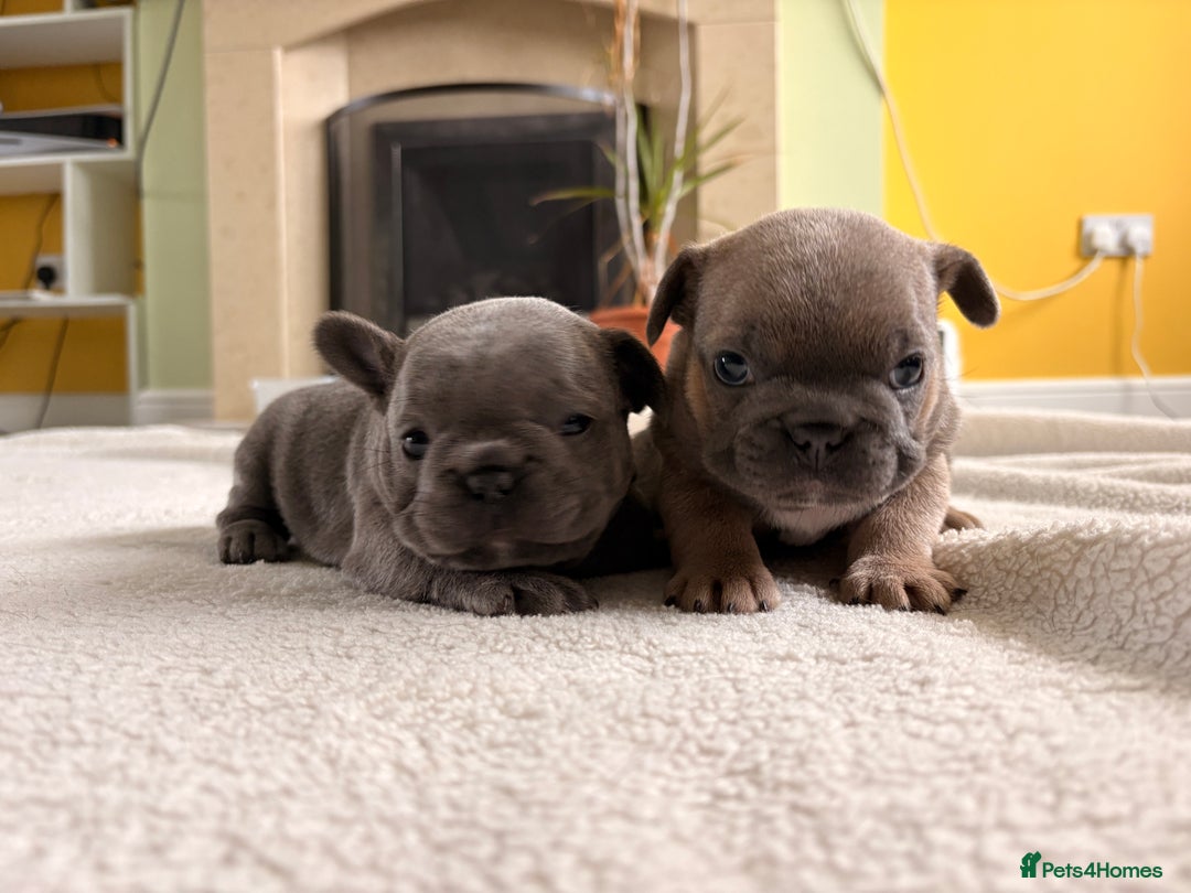 French Bulldog dogs for sale: 4 lovely French Bulldog puppies for sale . - Image 10
