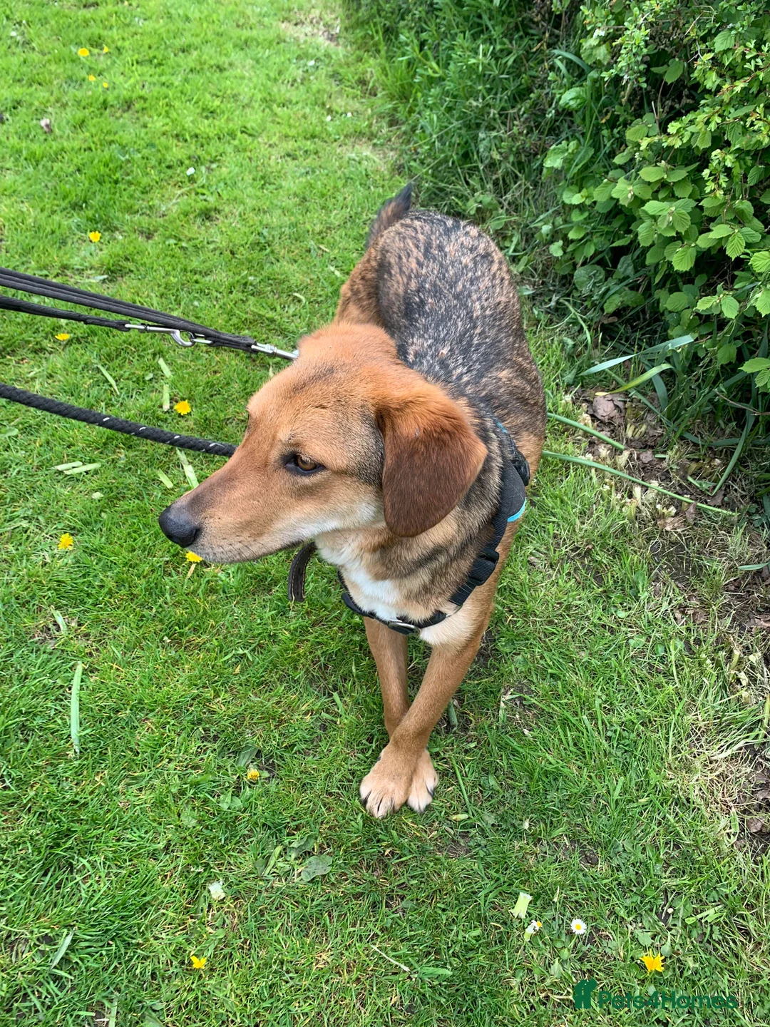 Mixed Breed dogs for adoption: Meet Shiloh, currently residing in Cheshire  in Nantwich - Advert 9