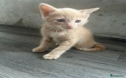 British Shorthair cats for sale: Champagne male bsh kitten  - Image 3