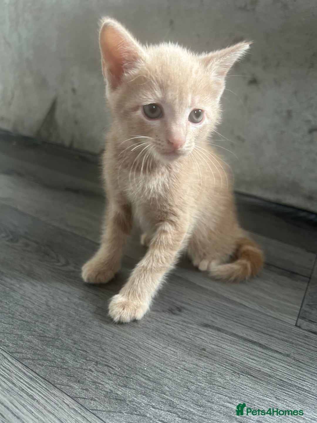 British Shorthair cats for sale: Champagne male bsh kitten  - Image 3