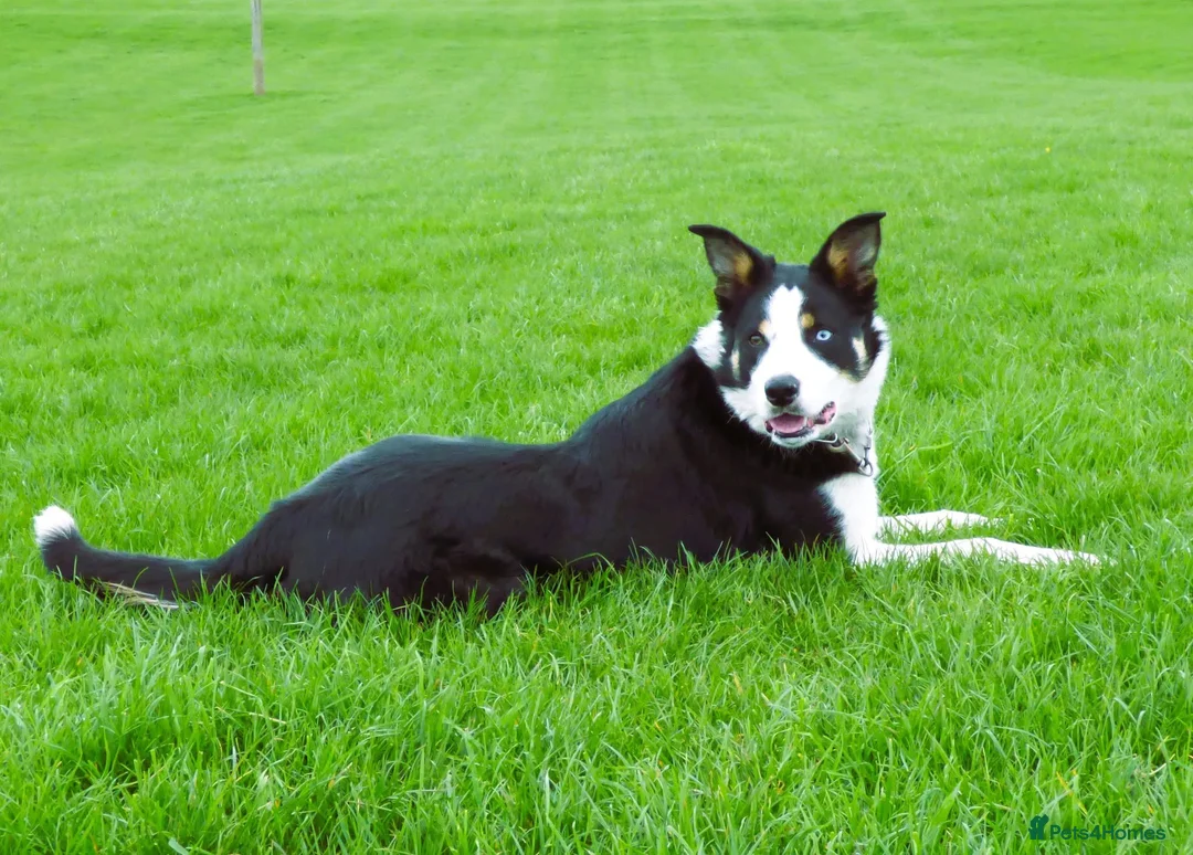 Border Collie dogs for sale: Todd - 4 yr Old Border Collie in Northallerton - Advert 1