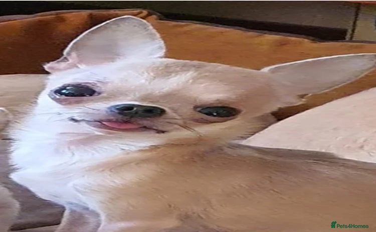 Chihuahua dogs - Advert 14