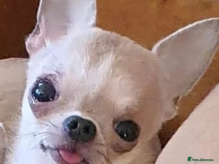 Chihuahua dogs for sale - Advert 1