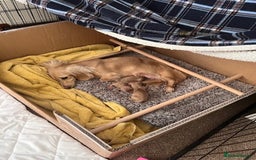 Miniature Dachshund dogs for sale: English Cream Miniature Dachshund Puppys - Image 5