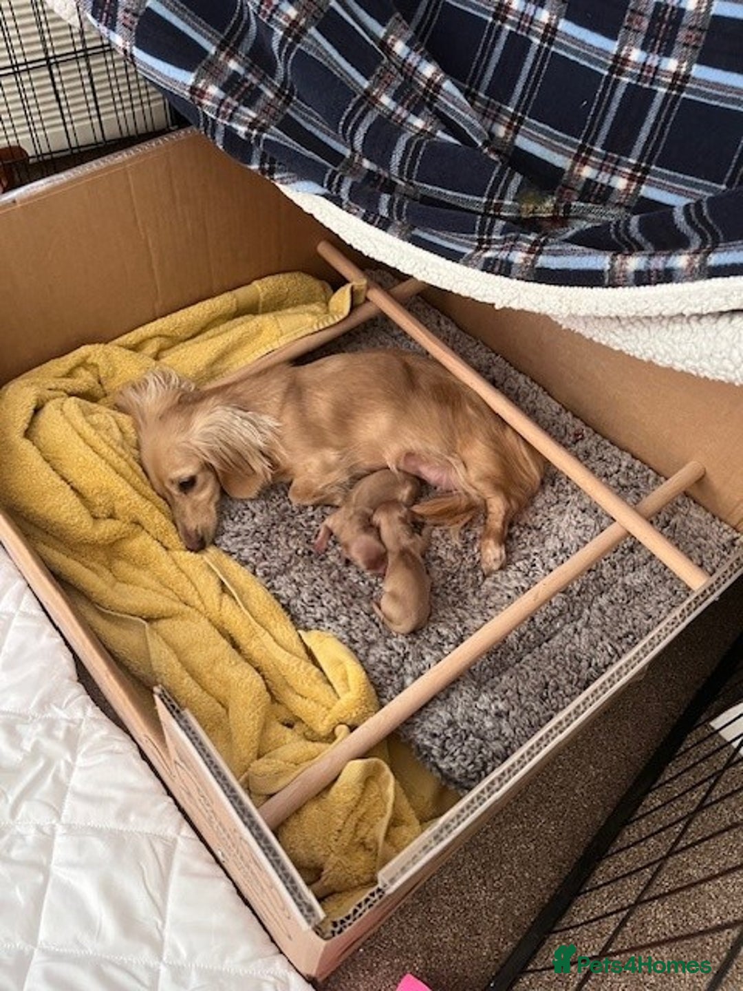 Miniature Dachshund dogs for sale: English Cream Miniature Dachshund Puppys - Image 5