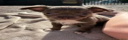 Chihuahua dogs for sale: 3 beautiful KC babies  - Advert 21