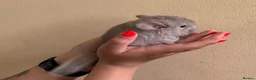 Chinchilla rodents for sale: Female beige baby chinchilla for sales in Potters Bar - Advert 1