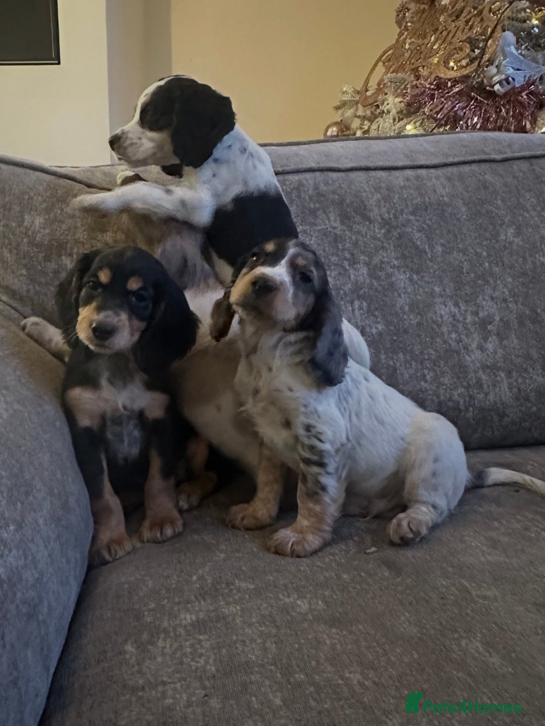 Sprocker dogs for sale: Beautiful sprocker puppies - Advert 17