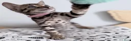 Bengal cats for sale: Exceptional Silver, Blue & Brown Bengal Kittens  in Basingstoke - Advert 23