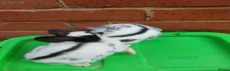 English Spot rabbits for sale: Original English spot pair - Advert 5