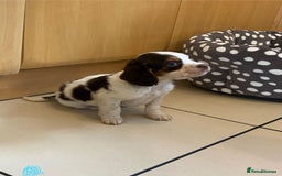 Cocker Spaniel dogs for sale: Working Cocker spaniel puppies  - Image 13