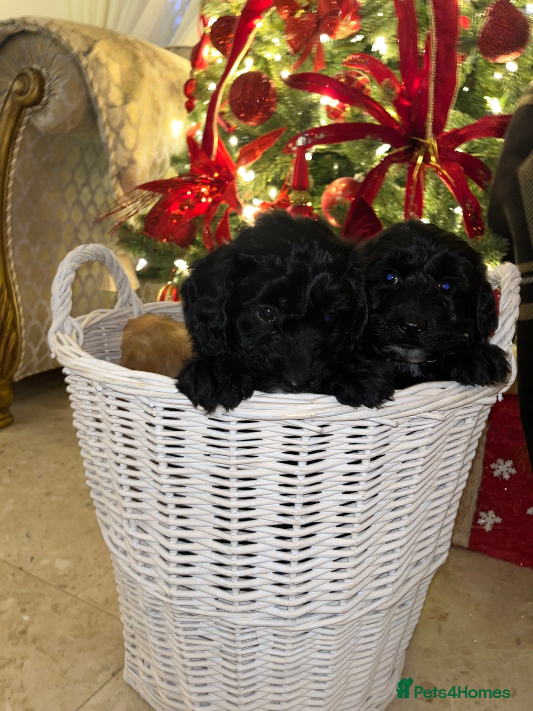 Cockapoo dogs for sale: F1 toy Cockerpoo  - Advert 7