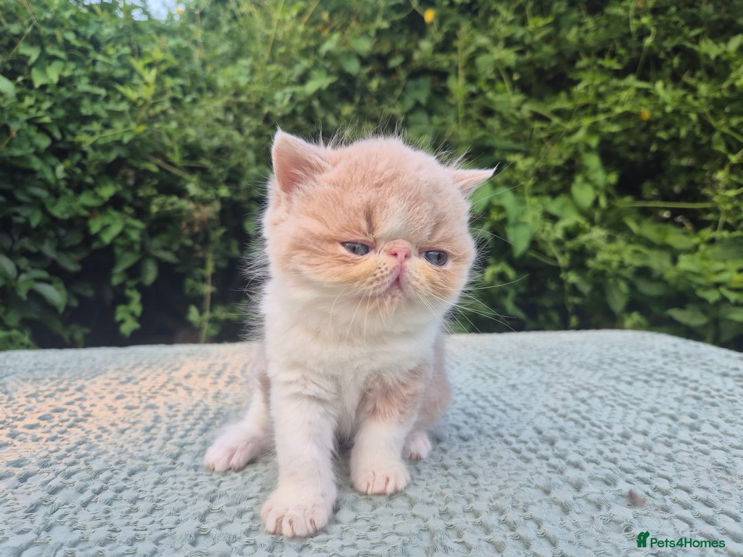 Exotic cats for sale: 🏆Champion sired exotic and Persian kittens 😸 ♥️  - Image 24