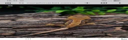 Gecko reptiles for sale: Juvenile Crested Geckos with full Lineage - Advert 2