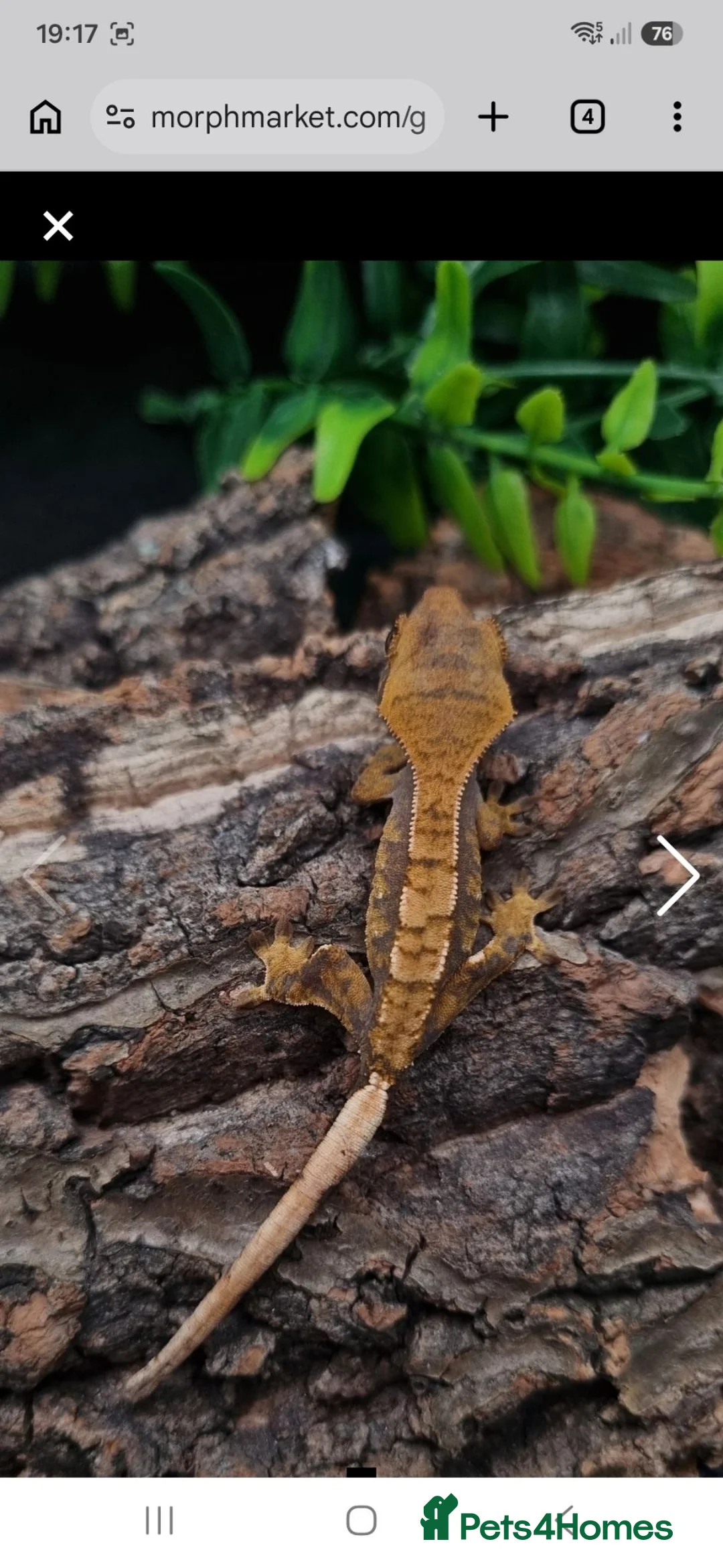 Gecko reptiles for sale: Juvenile Crested Geckos with full Lineage - Advert 2