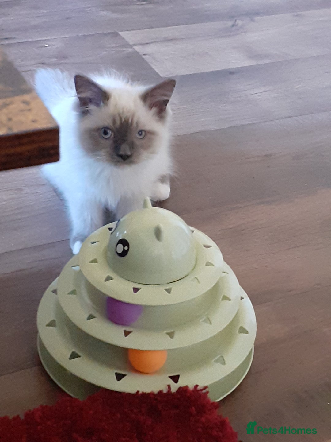 Ragdoll cats for sale: Ragdoll  - Advert 5