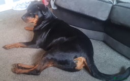 Rottweiler dogs for sale: Stunning rottweiler puppies  - Image 27