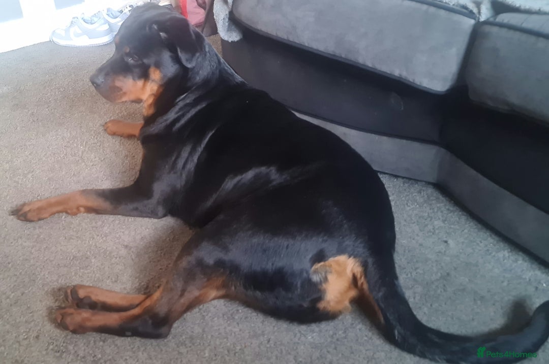 Rottweiler dogs for sale: Stunning rottweiler puppies  - Image 27