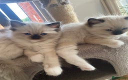 Ragdoll cats for sale: Available Now! GCCFReg   - Image 9