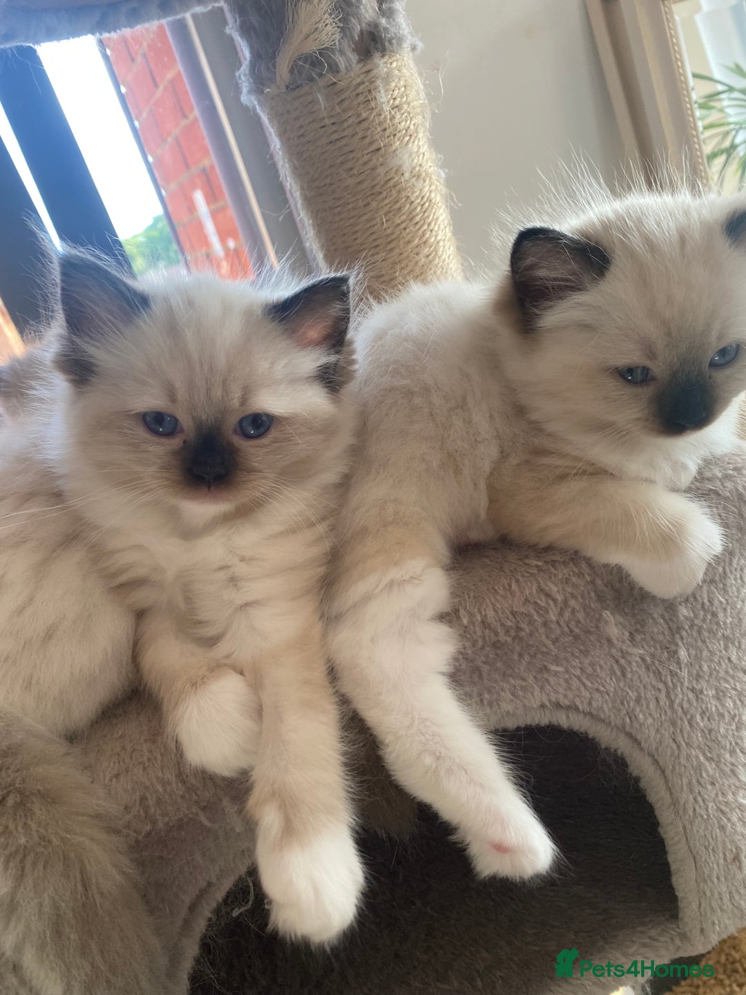Ragdoll cats for sale: Available Now! GCCFReg   - Image 9